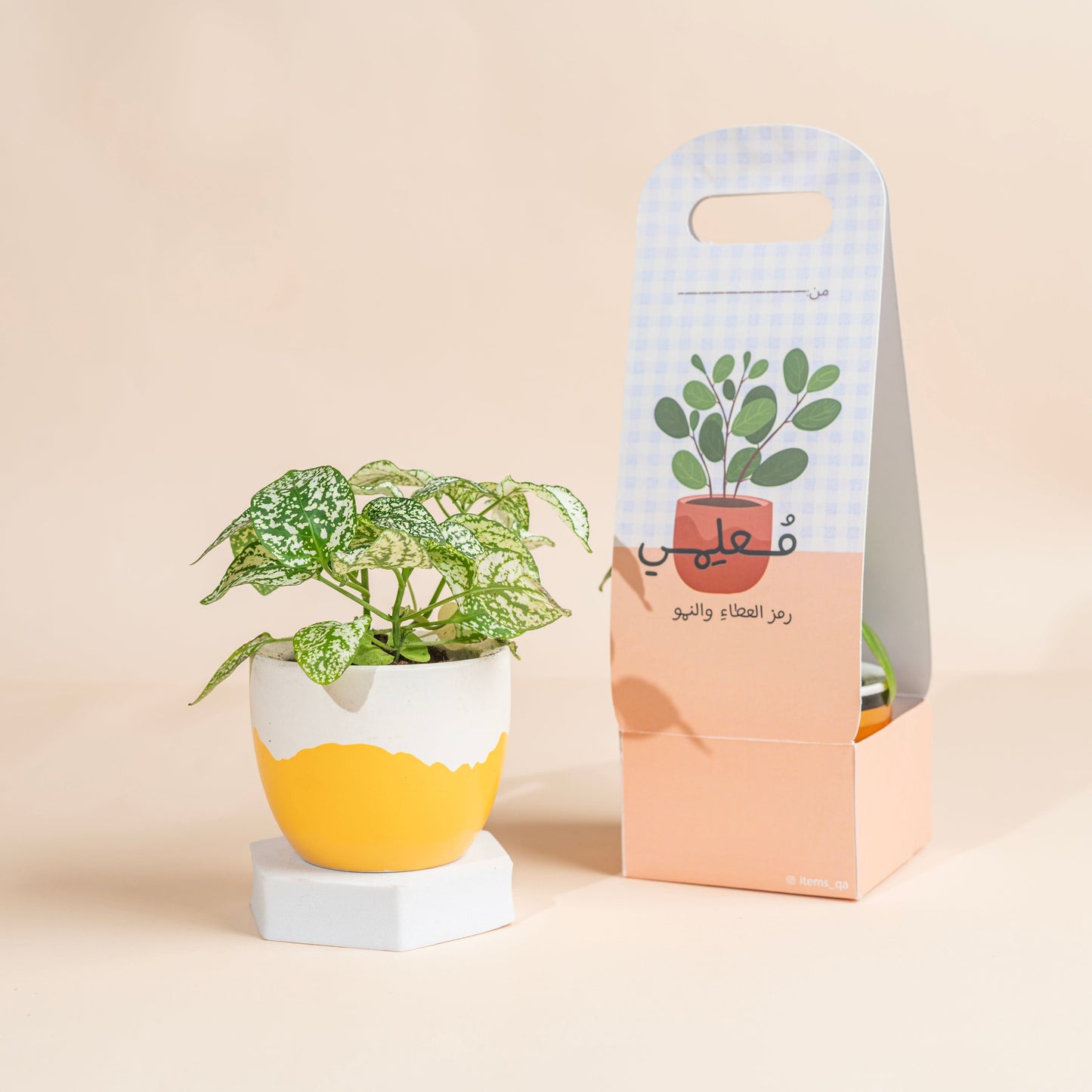 Teacher’s day plant (pack of 4)