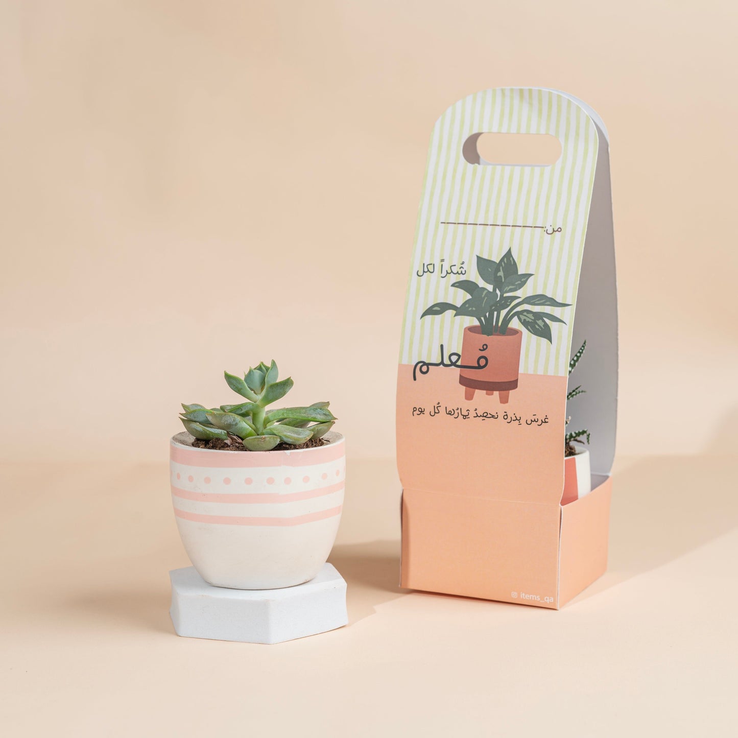 Teacher’s day plant (pack of 4)