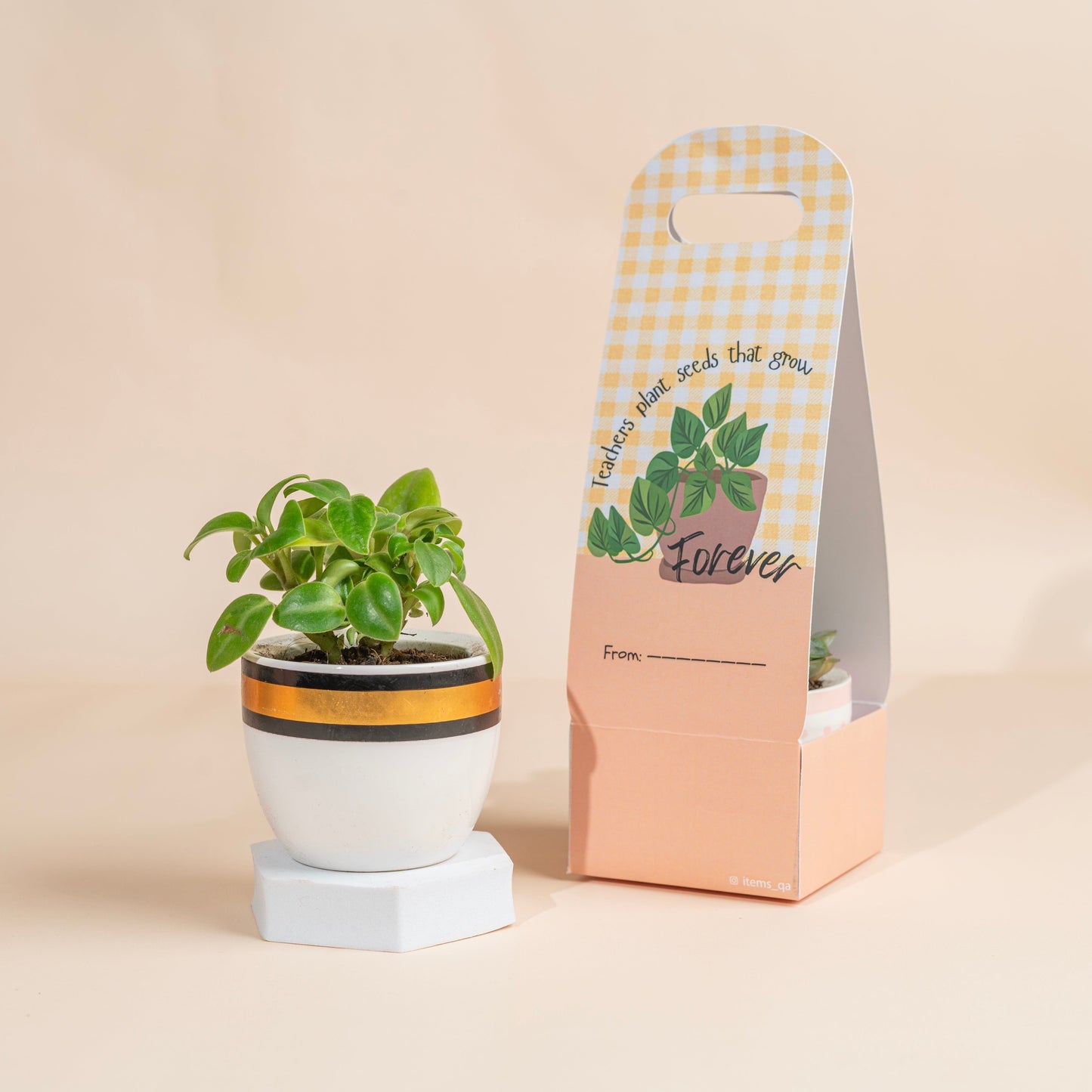 Teacher’s day plant (pack of 4)